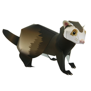 furet.jpg